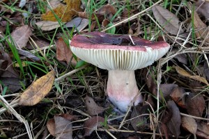 wilgenrussula (2).jpg_product